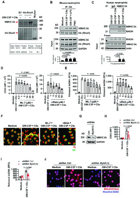 RhoH Interacts With NMHC IIA A Coomassie Blue Staining Of HA