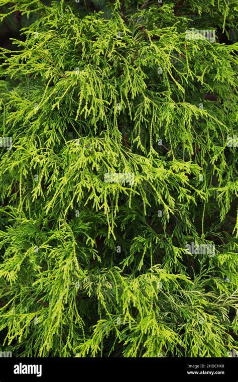 Chamaecyparis Pisifera Filifera False Cypress Tree Stock Photo Alamy