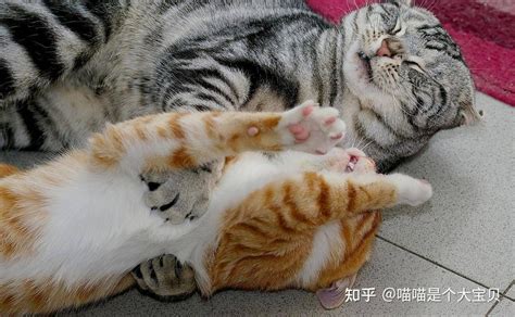 猫咪发情的那些事养猫必知 知乎