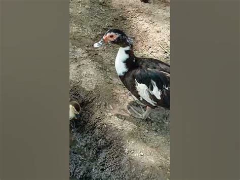 #(Unique Bird's & pets)Beautiful Murgabi Chicks playing in a group very ...