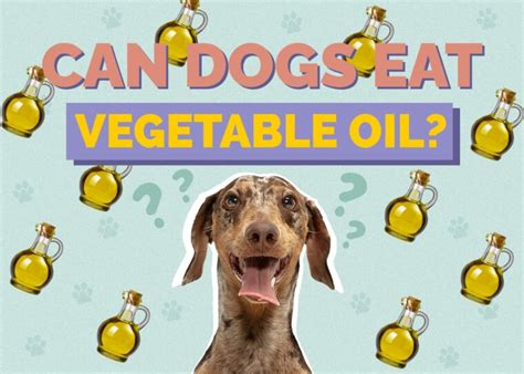 Can Dogs Eat Vegetable Oil Vet Approved Facts And Faq Hepper