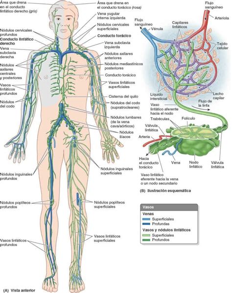 Previsión Problema tuberculosis vasos y nodulos linfaticos Desagradable