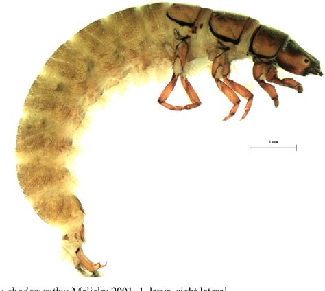 Figure 1 from The larvae of Hydropsyche rhadamanthys Malicky 2001 and ...