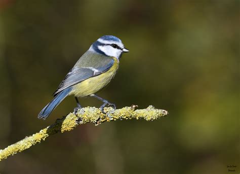 Mésange bleue Cyanistes caeruleus Eurasian Blue Tit Flickr