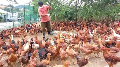 Ayam Kampung Nuralis Agro Sdn Bhd Sihat Dan Berkhasiat Youtube