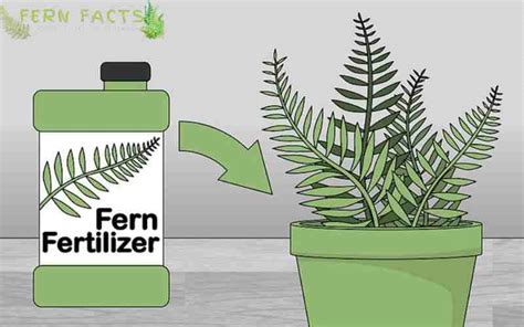 How To Fertilize Boston Ferns