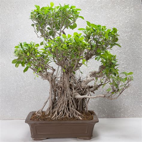 Buy Send Ficus Ginseng Bonsai Tree Years Old Online Ferns N Petals