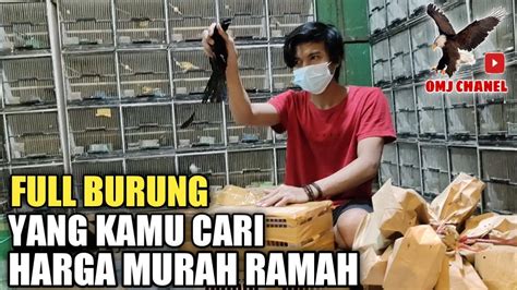 HARGA BURUNG KIOS INI YANG DI CARI MURAH DAN ORANG NYA RAMAH KIOS