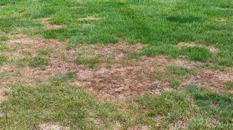 Grub Worm Control: Tips On How To Get Rid Of Lawn Grubs | Gardening Know How