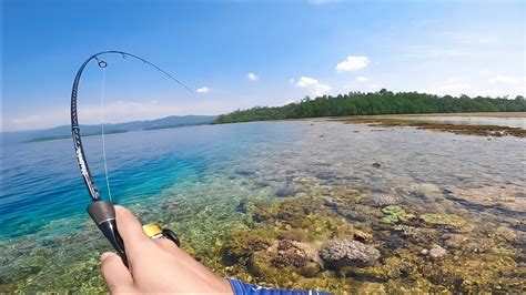 Sarangnya Kerapu Hitam Ul Casting Karang Dangkal Banyak Sambaran One