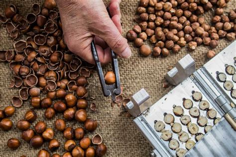 Nocciola Piemonte Igp Progetto Di Filiera Con Venchi