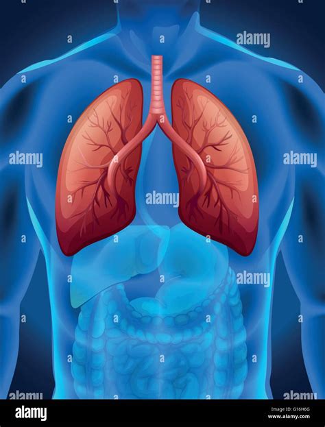 Lung cancer drawing hi-res stock photography and images - Alamy