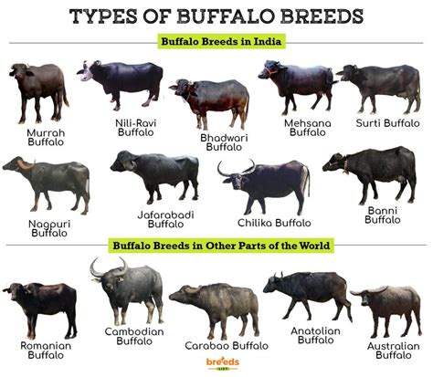 buffalo breeds facts types  pictures