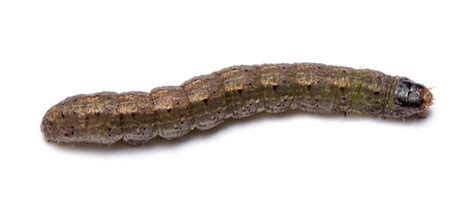 Cutworms In Turf Nc State Extension Publications