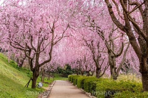 【常陸風土記の丘の桜並木】の画像素材70472991 写真素材ならイメージナビ