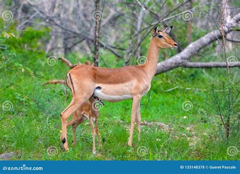 Antelope, baby stock photo. Image of feeding, cute, milk - 133148378