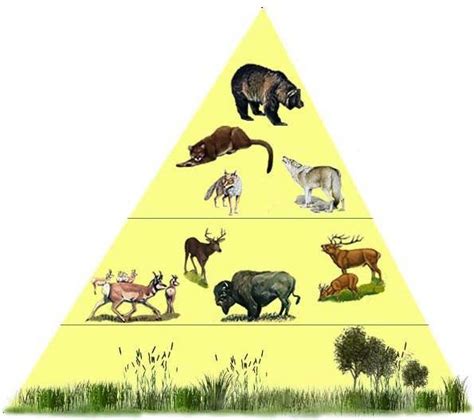Trophic Pyramid and Food Web - Gray Wolf 