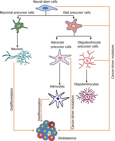 Sox Transcription Factors And Glioma Stem Cells Choosing Between