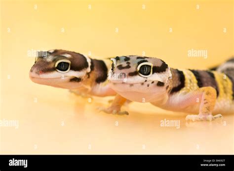 Baby Leopard Geckos Stock Photo Alamy