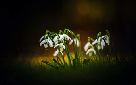 Wallpaper Spring Flowers Snowdrops Bokeh 1920x1200 Hd Picture Image