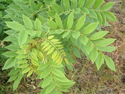 Gliricidia Sepium Leaves Commonly Called Madre De Cacao M Flickr