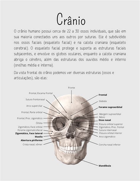 Ossos da face Crânio O crânio humano possui cerca de 22 a 30 ossos