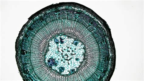 Woody Dicot Stem One Year Tilia Cross Section Tilia One Flickr