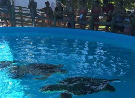 Projeto Tamar em Florianópolis você precisa conhecer