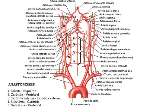 Artéria Vertebral — Felipe Barros