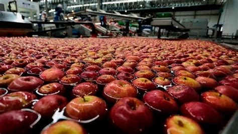 Qué es un recubrimiento comestible para frutas y cómo se aplican