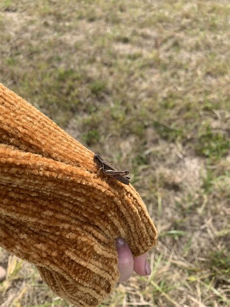 North American Spur Throated Grasshoppers From Overton Rd Victoria VA