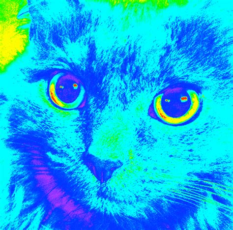 Vibe cat gif rainbow - heritagehilo