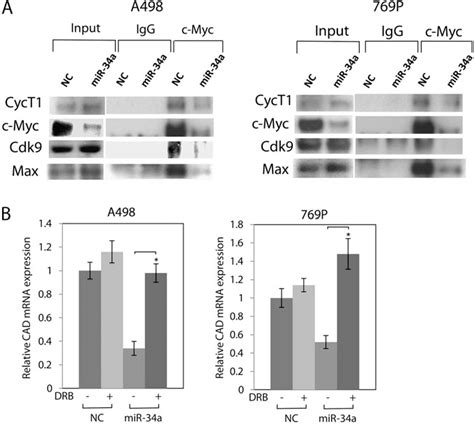 Figure 1 From Microrna 34a Suppresses Malignant Transformation By Targeting C Myc