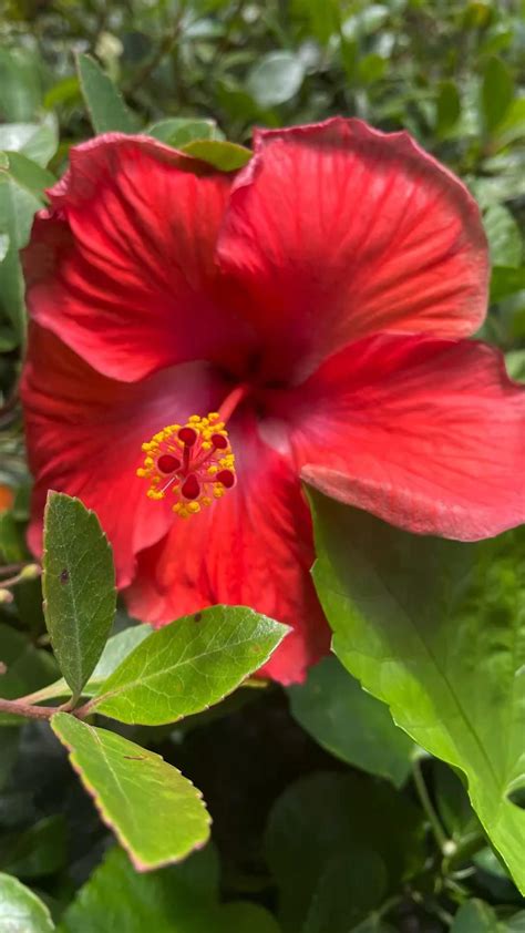 Easy hibiscus plant care – Artofit