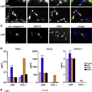 Zikv Infects Primary Human Fetal Neural Progenitors A Indirect