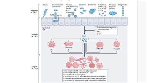 胸腺基质淋巴细胞生成素 Tslp）在过敏和其他疾病中的作用 哔哩哔哩