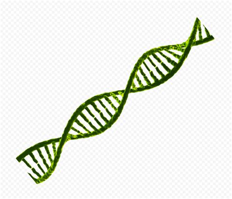 Green DNA String PNG Image Citypng