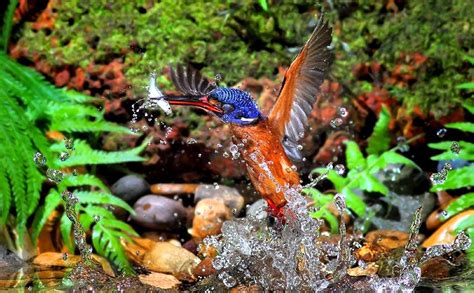 Predador Aves Peixes Martin Pescador família Alcedinidae