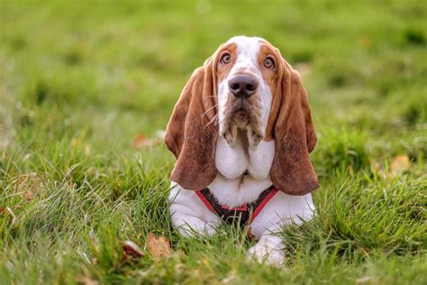 Por qué mi perro babea mucho Causas y tratamiento