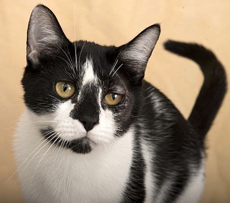 Chicago IL Domestic Shorthair Meet Oreo A Pet For Adoption Cat