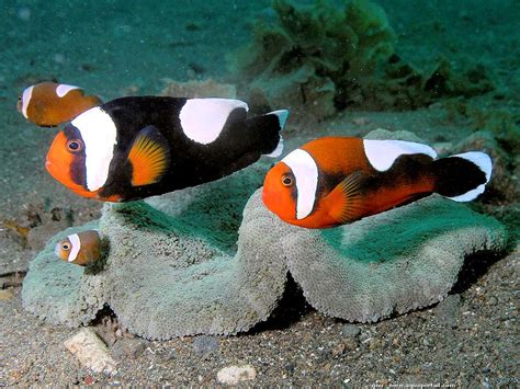 Amphiprion Polymnus Clown Selle Blanche Aquaportail