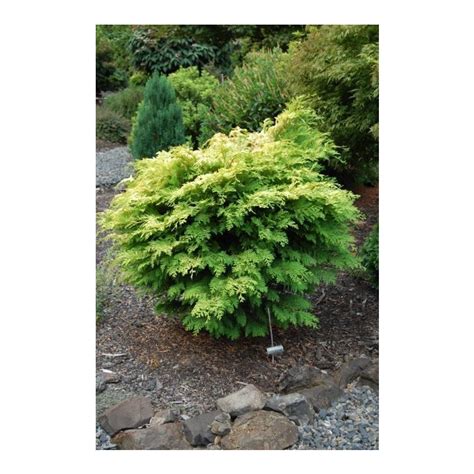 Chamaecyparis Obtusa Kerdalo Kerdalo Hinoki Cypress Broken Arrow