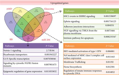 Gene Expression Profiles Identify The Similarity Between Mir Target