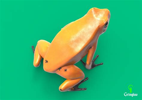 ArtStation - Golden dart frog | Resources