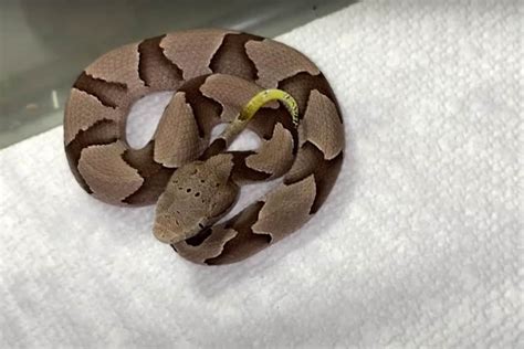 How To Identify A Baby Copperhead Snake