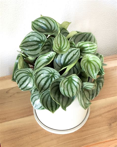 Peperomia Argyreia Melancia Urban Jungle Comprar Plantas