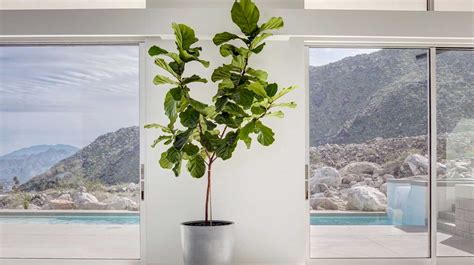 Ficus Lyrata Significado E Dicas De Como Cuidar Da Planta