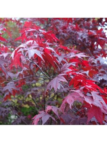 Acero rosso giapponese Acer palmatum atropurpureum pianta in vaso ø33