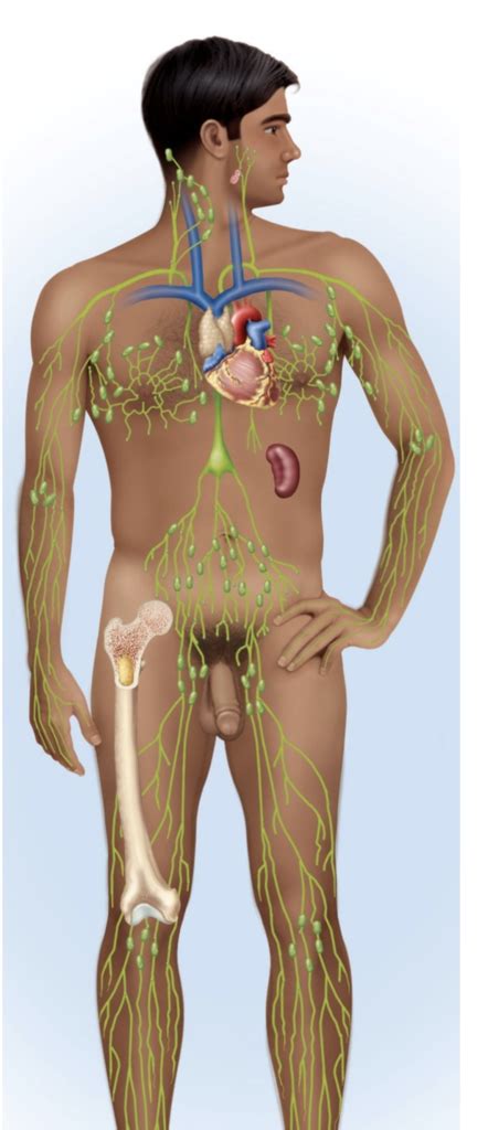 Lymphatic Lab Vessels Trunks Ducts Lymph Nodes And Spleen Diagram