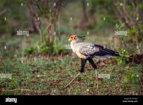 Secretary Bird In Kruger National Park South Africa Specie